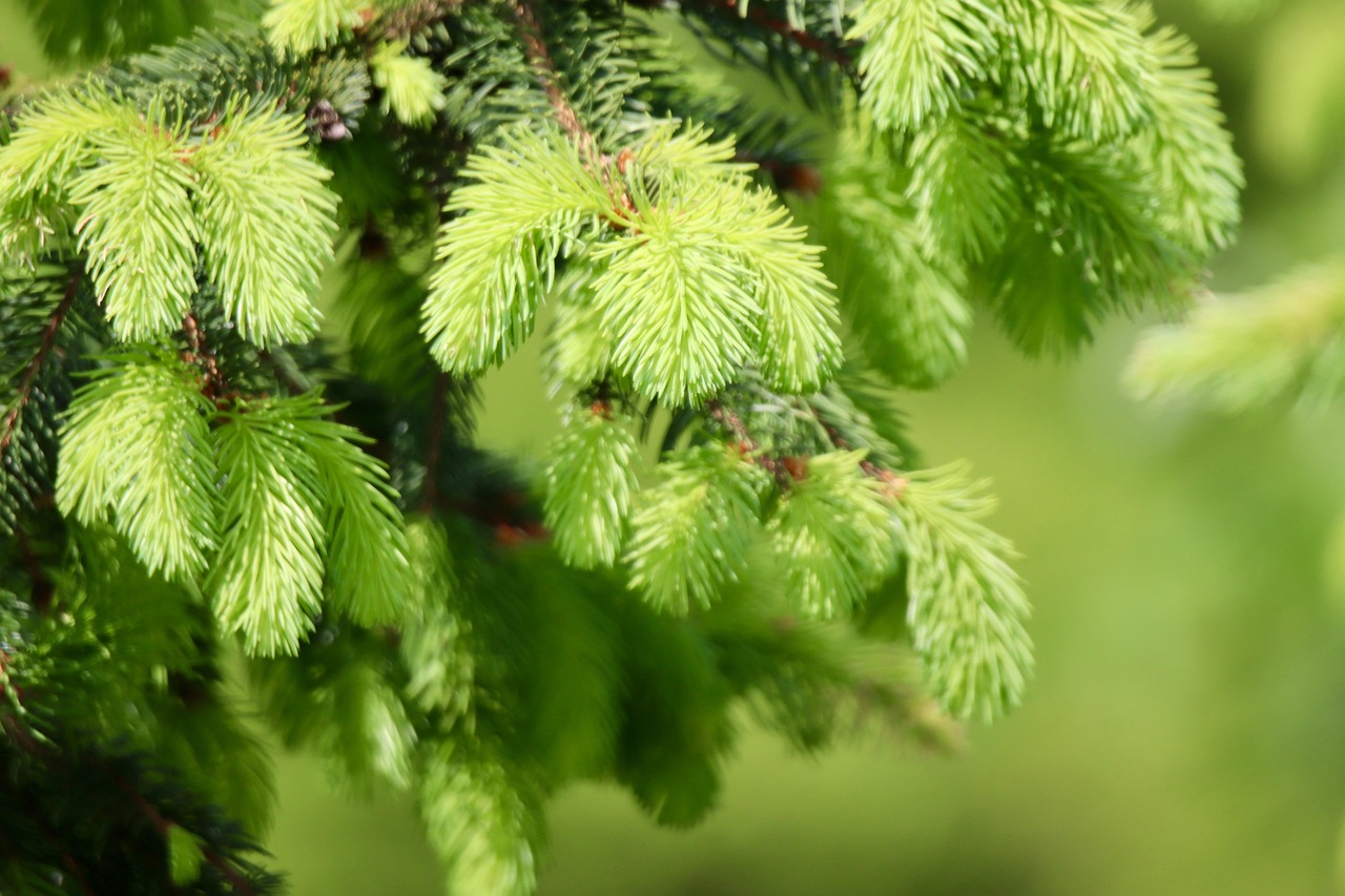 '가문비나무'의 특징, 생육 방식, 효능, 활용법
