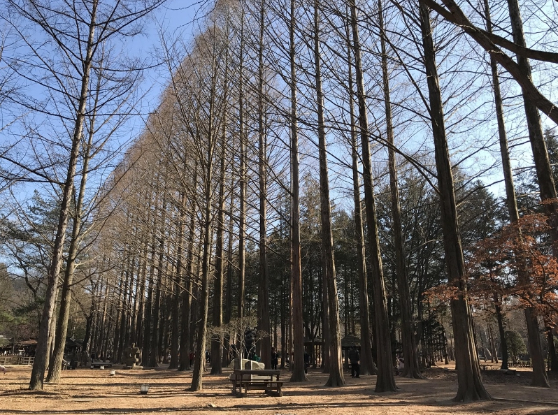 강원도 남이섬