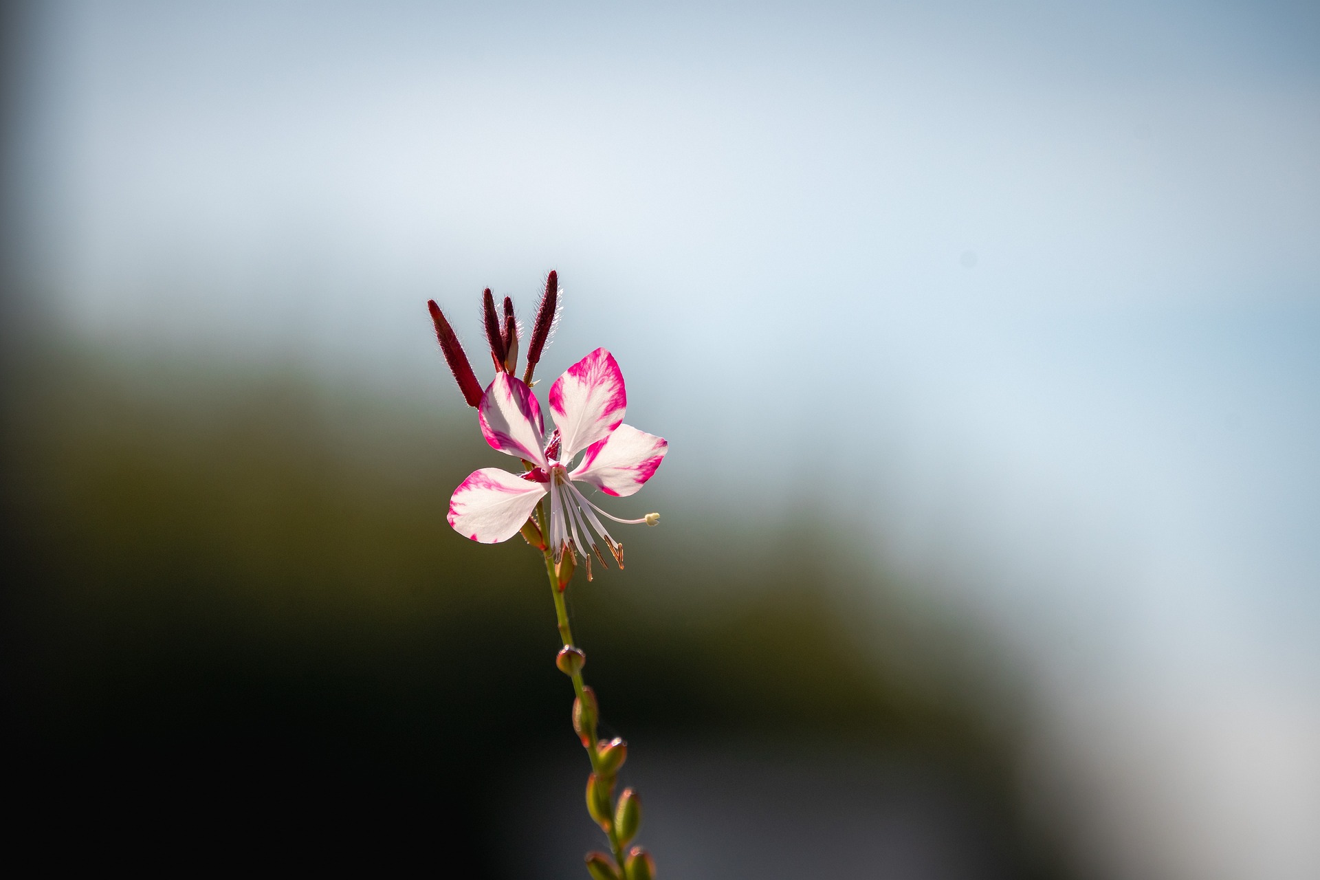 50가지 이상 꽃말 모음8