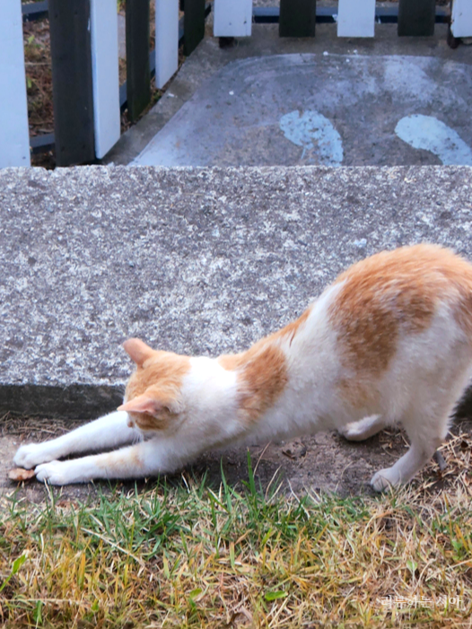 고양이