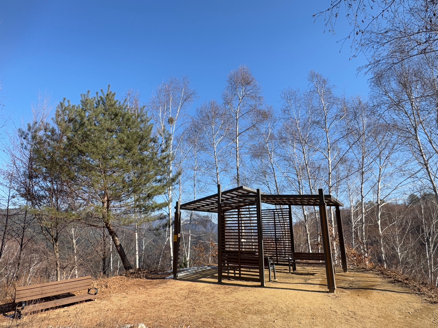 인제 자작나무숲