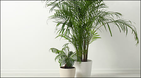 큰 아레카 야자 화분