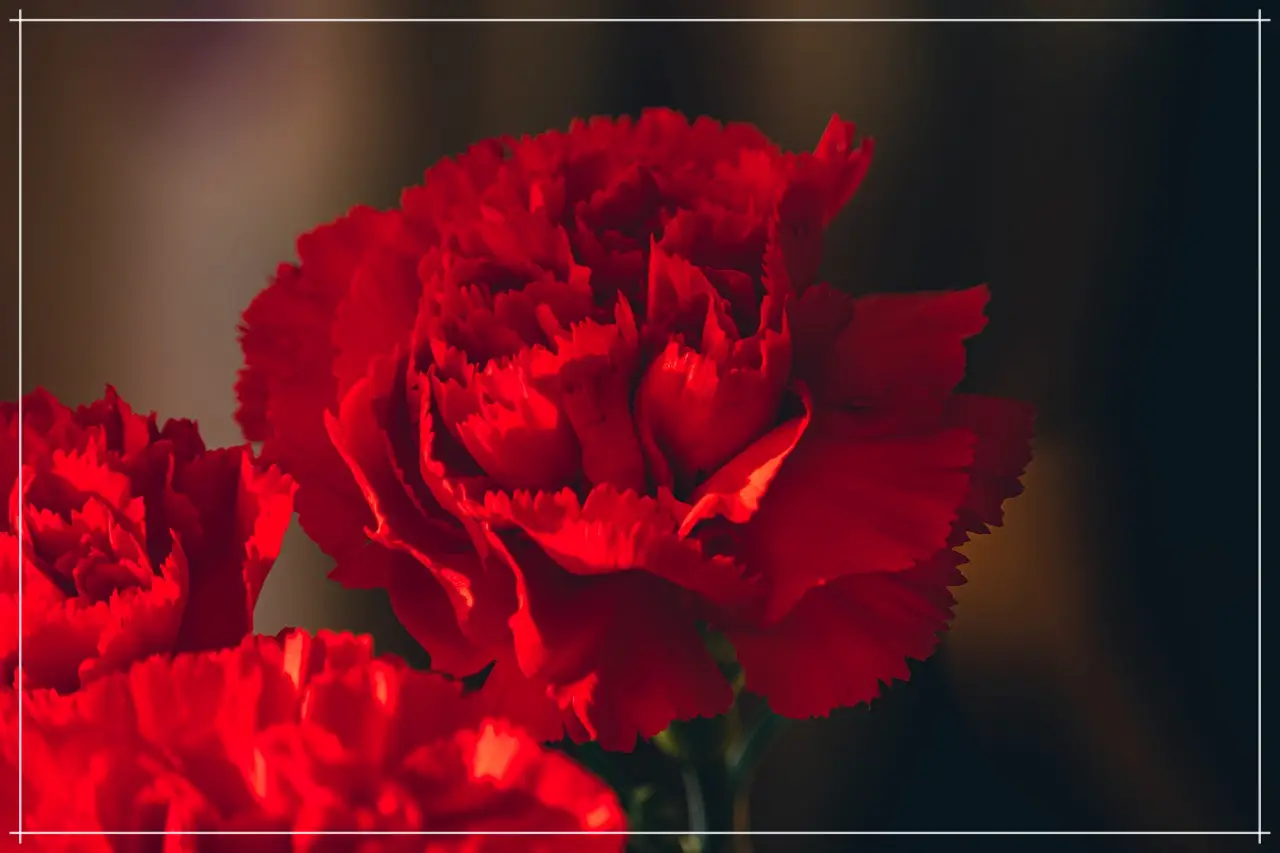 카네이션 키우기