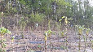 엄나무순 채취 시기와 방법은? -재배지