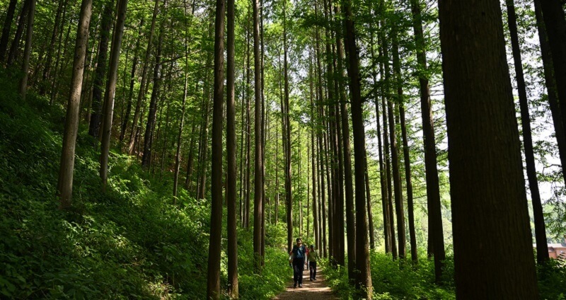 화인산림욕장 옥천 가볼만한곳 추천 명소 산책로 주차