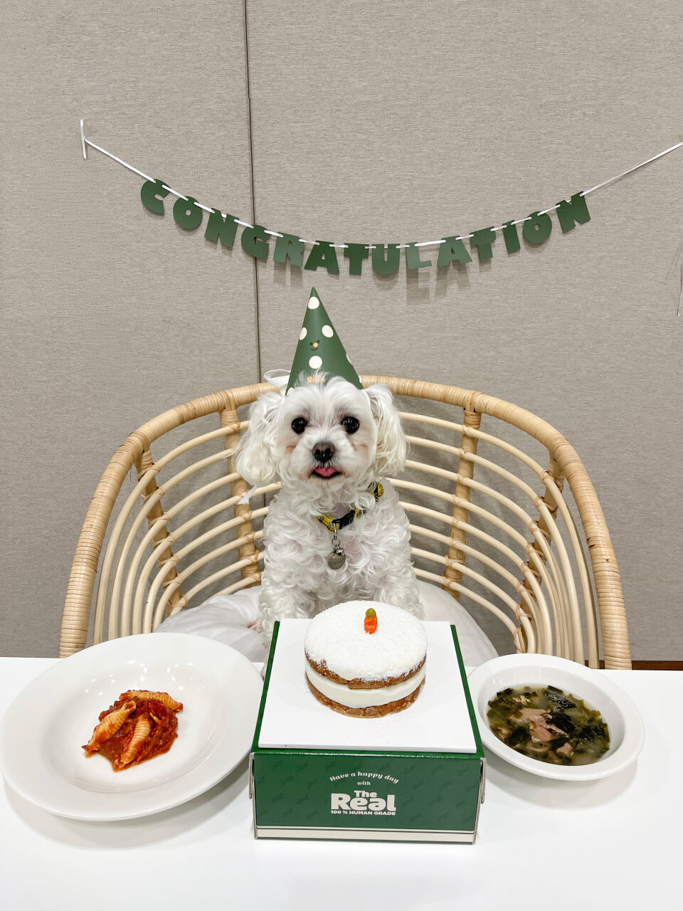 오늘N 오늘 대(大)공개 충남 공주 반려동물 사료 공장 하림펫푸드 해피댄스스튜디오(HDS) 투어 예약방법 오늘N 2495회