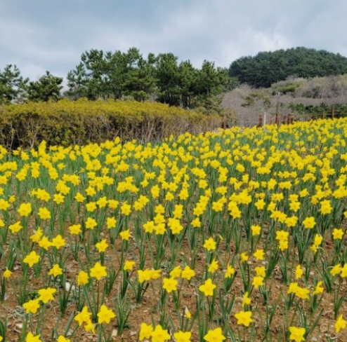 전국수선화명소