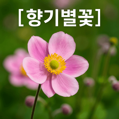 향기별꽃 : 가을 바람에 흔들리는 분홍빛 정원의 시