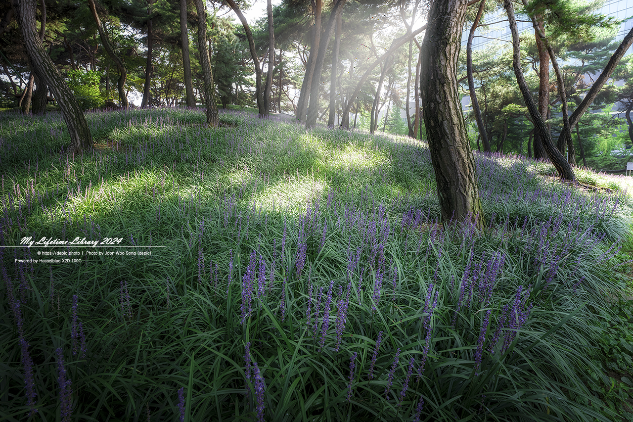 청주 솔밭공원 맥문동 여름