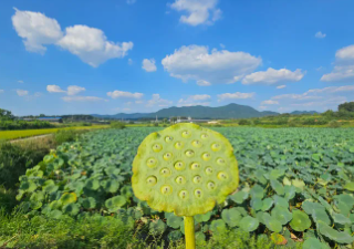 양평 두물머리 세미원 연꽃문화제