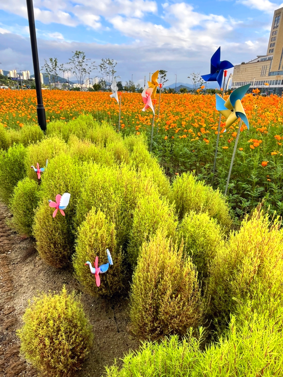 세종시 나성동 코스모스 꽃밭