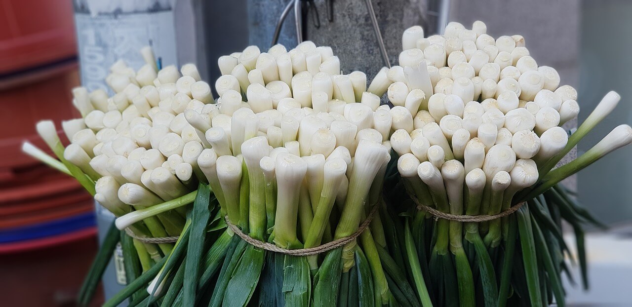 쪽파와 대파 효능