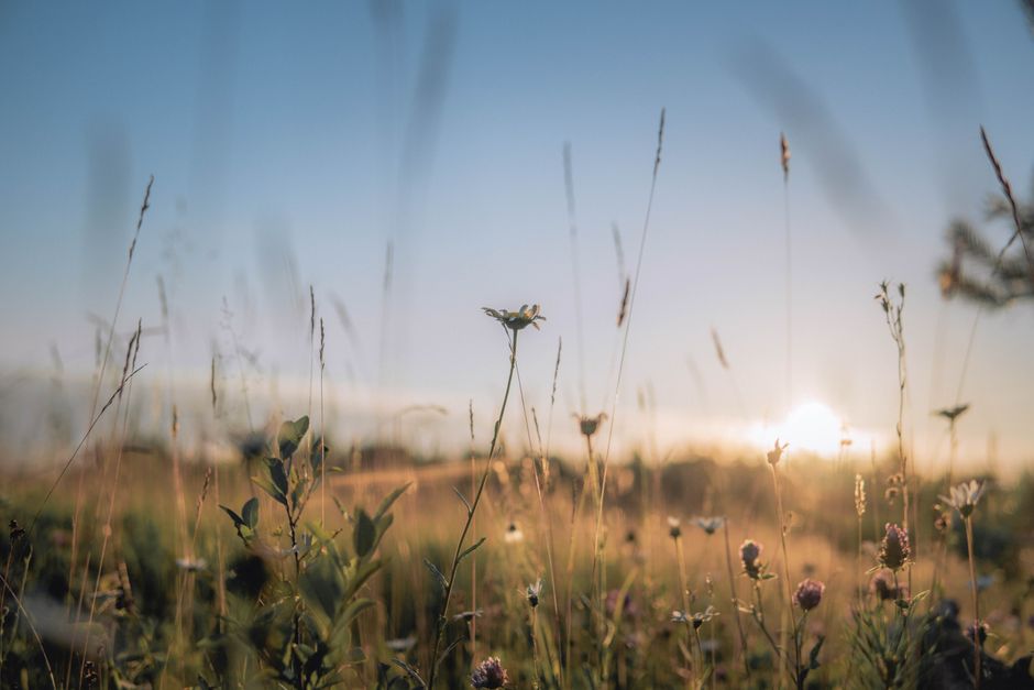 Capture the tranquility of a beautiful flower field at sunrise with delicate blooms and soft light.