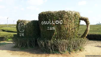 제주 오설록 티뮤지엄 관람 팁과 근처 카페 안내_6