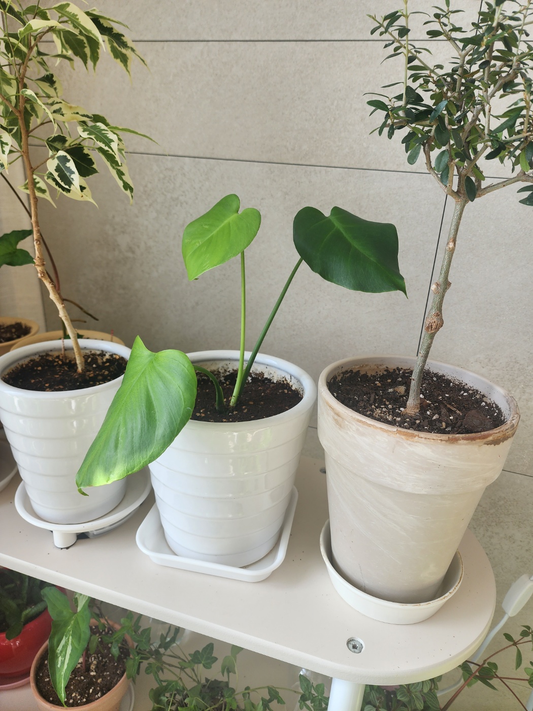 건강하지 않던 몬스테라들이에요