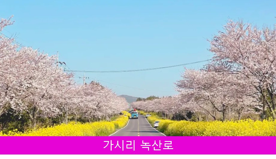 가시리 녹산로 벚꽃 사진
