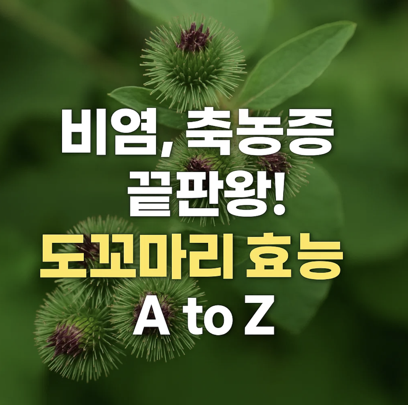 비염, 축농증 끝판왕! 도꼬마리효능 A to Z
