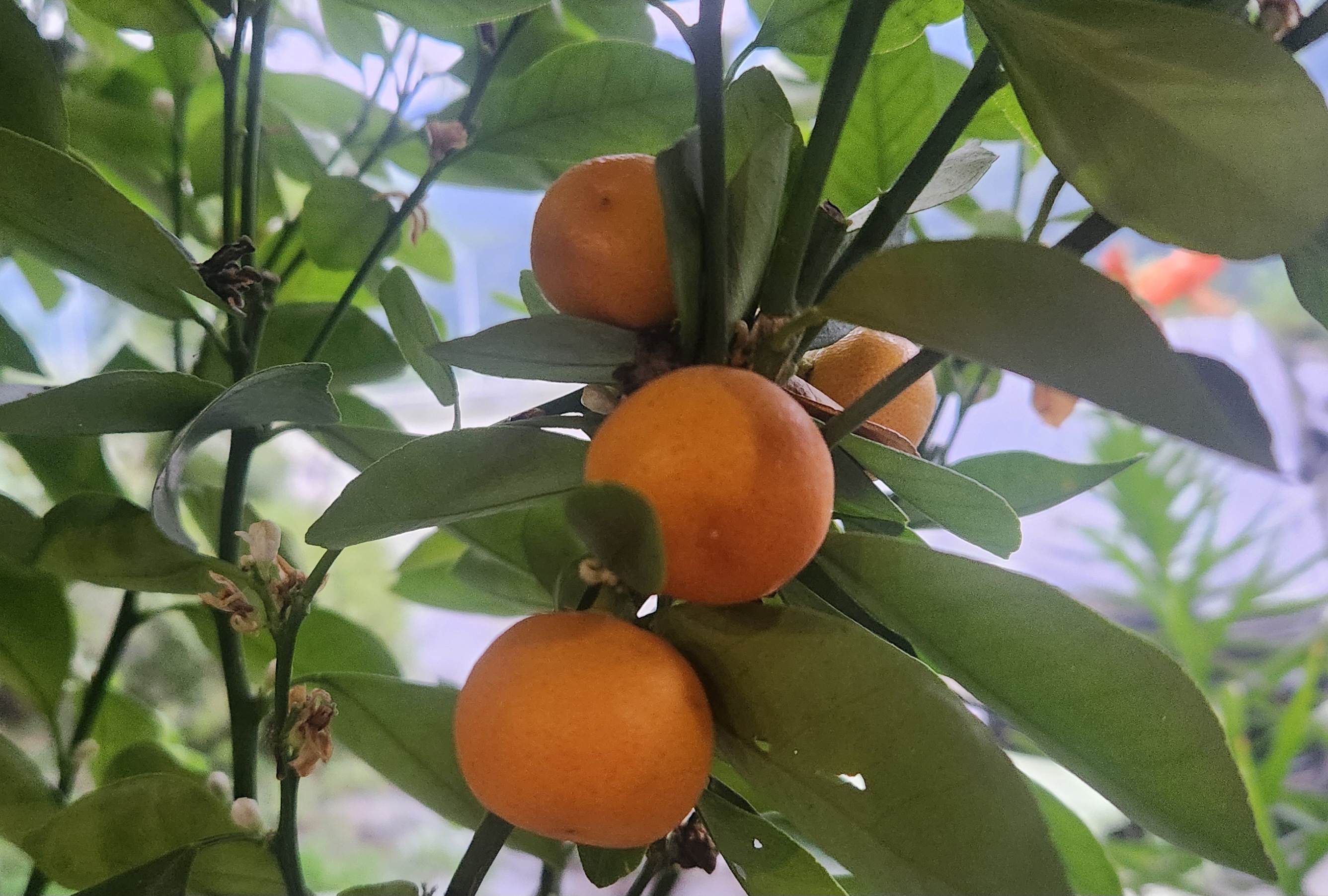 금귤이 나뭇가지에 주렁주렁 열려 있는 모습