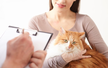진찰을 받는 고양이.