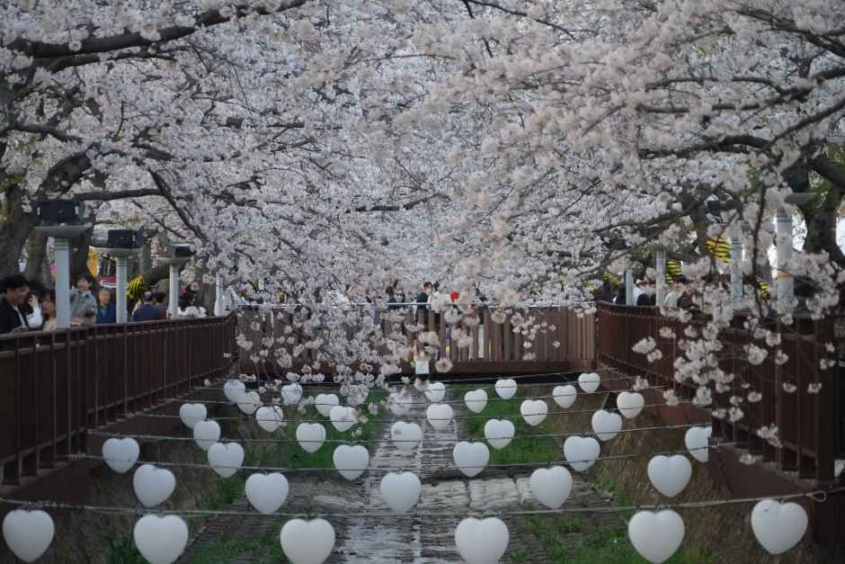 진해군항제 총정리 : 2026 일정부터 여좌천 경화역 교통까지 한 번에