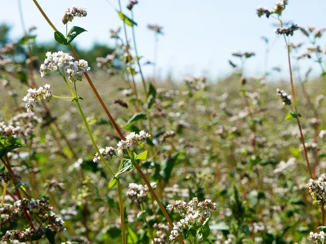 혈당이 오르는 것을 막아주는 메밀