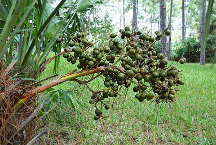 남성 전립성 건강 쏘팔메토 코사놀의 효능과 부작용, 성분, 권장 섭취량