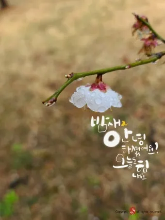 아침 인사 문자 날씨 변화에 맞춘 안부 문장 하루를 여는 표현_12