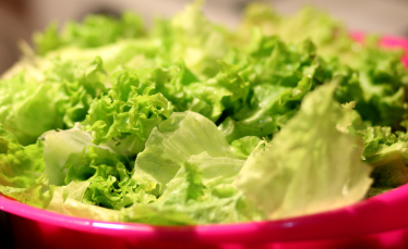 상추 파종시기와 거름 주는 방법 총정리 1