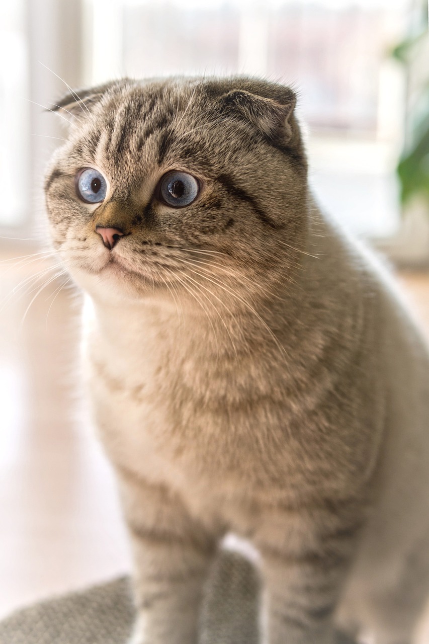 스코티시 폴드 고양이