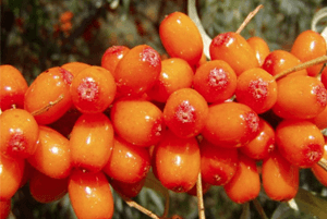 비타민 나무 효능02