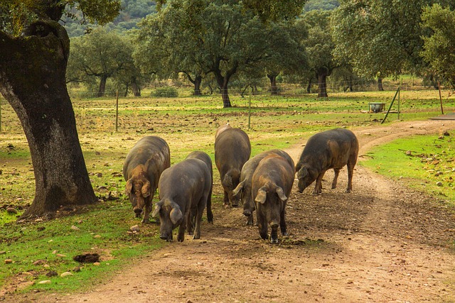 Spain's Pork Powerhouse From Importer to Exporter