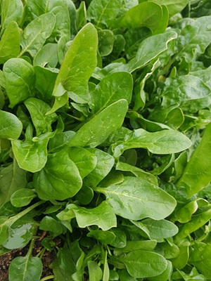 시금치 밭 사진