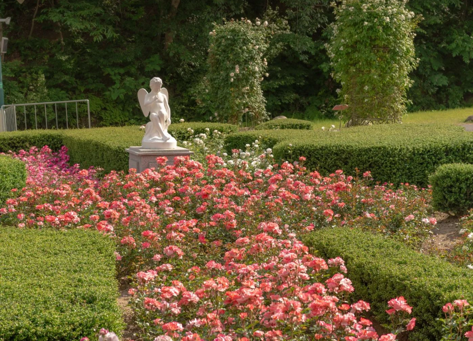 울산대공원 장미1