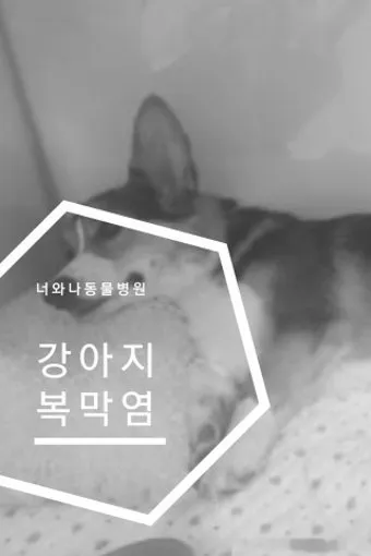 강아지 복막염 원인과 치료 방법_24