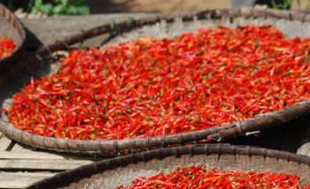 심는 간격과 방법 2