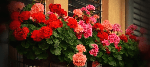 빨강-주황-분홍-제라늄-꽃들