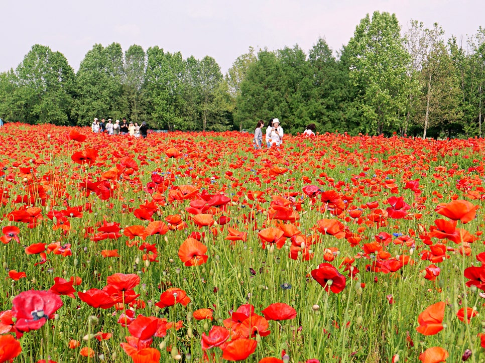 수원 탑동시민농장