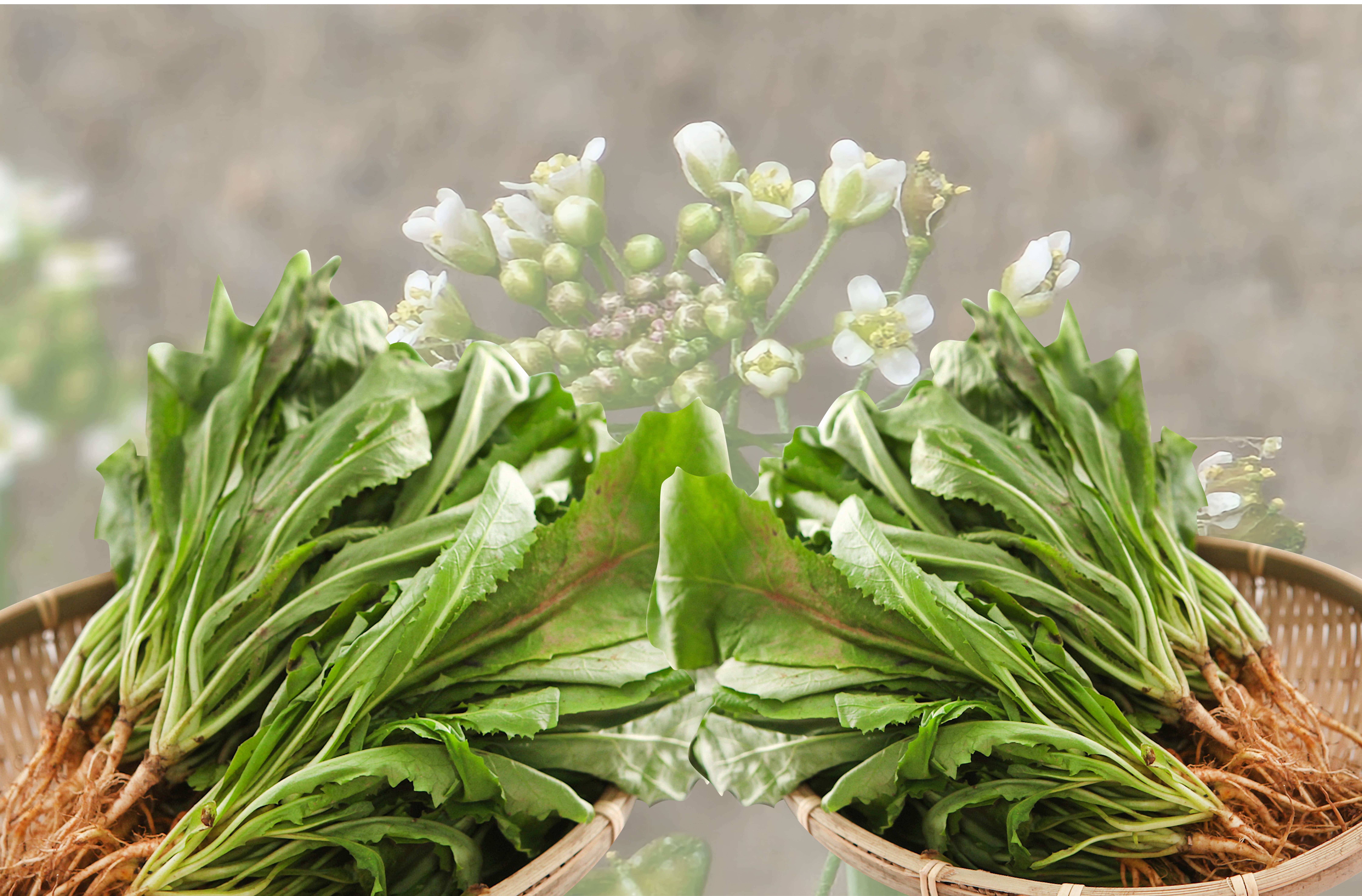 냉이 효능. 주위점