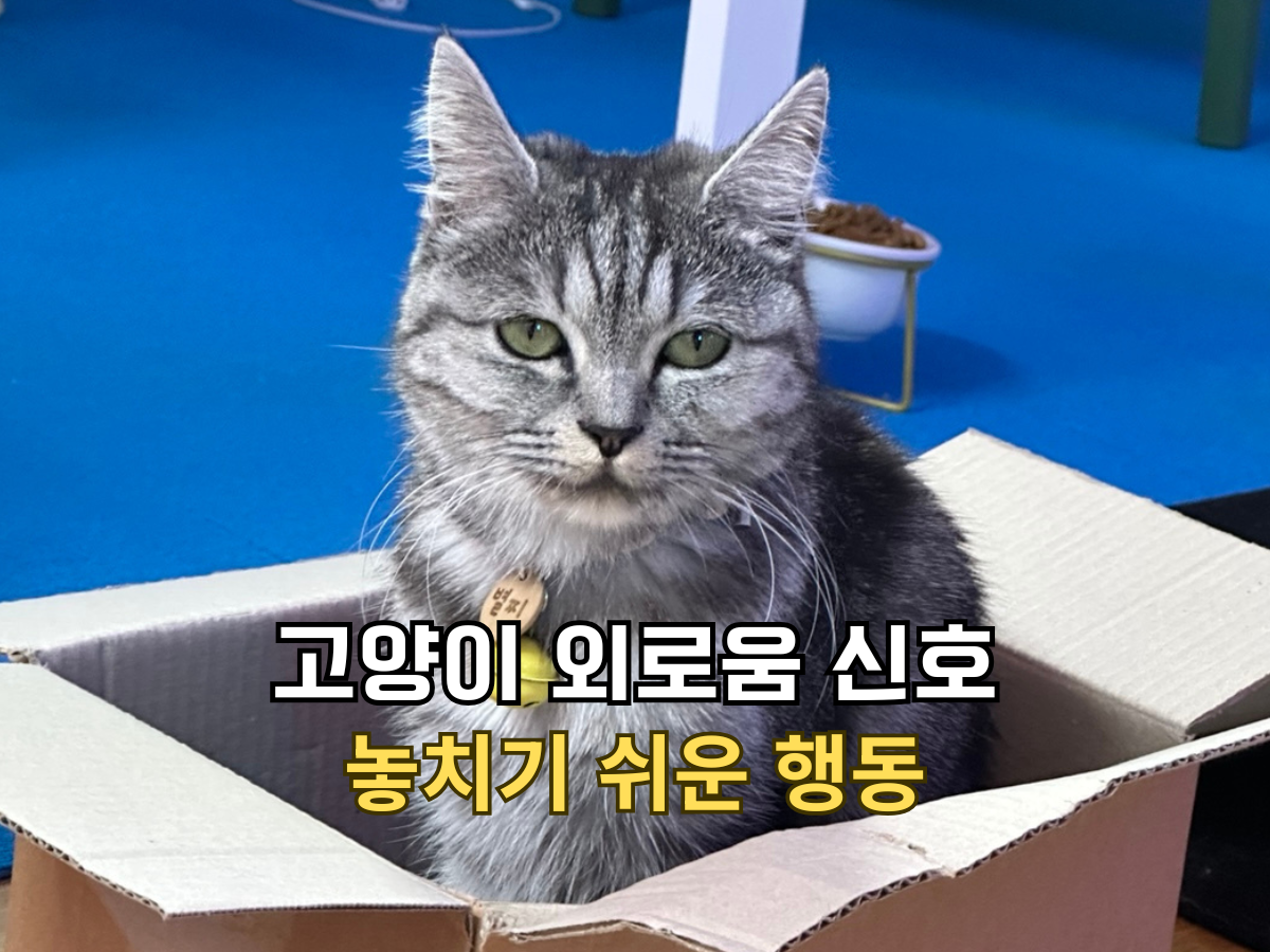고양이 외로움 신호 놓치기 쉬운 행동 썸네일, 종이 상자 안에 들어가 있는 회색 고양이 별찌