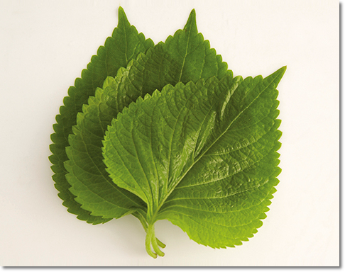 깻잎