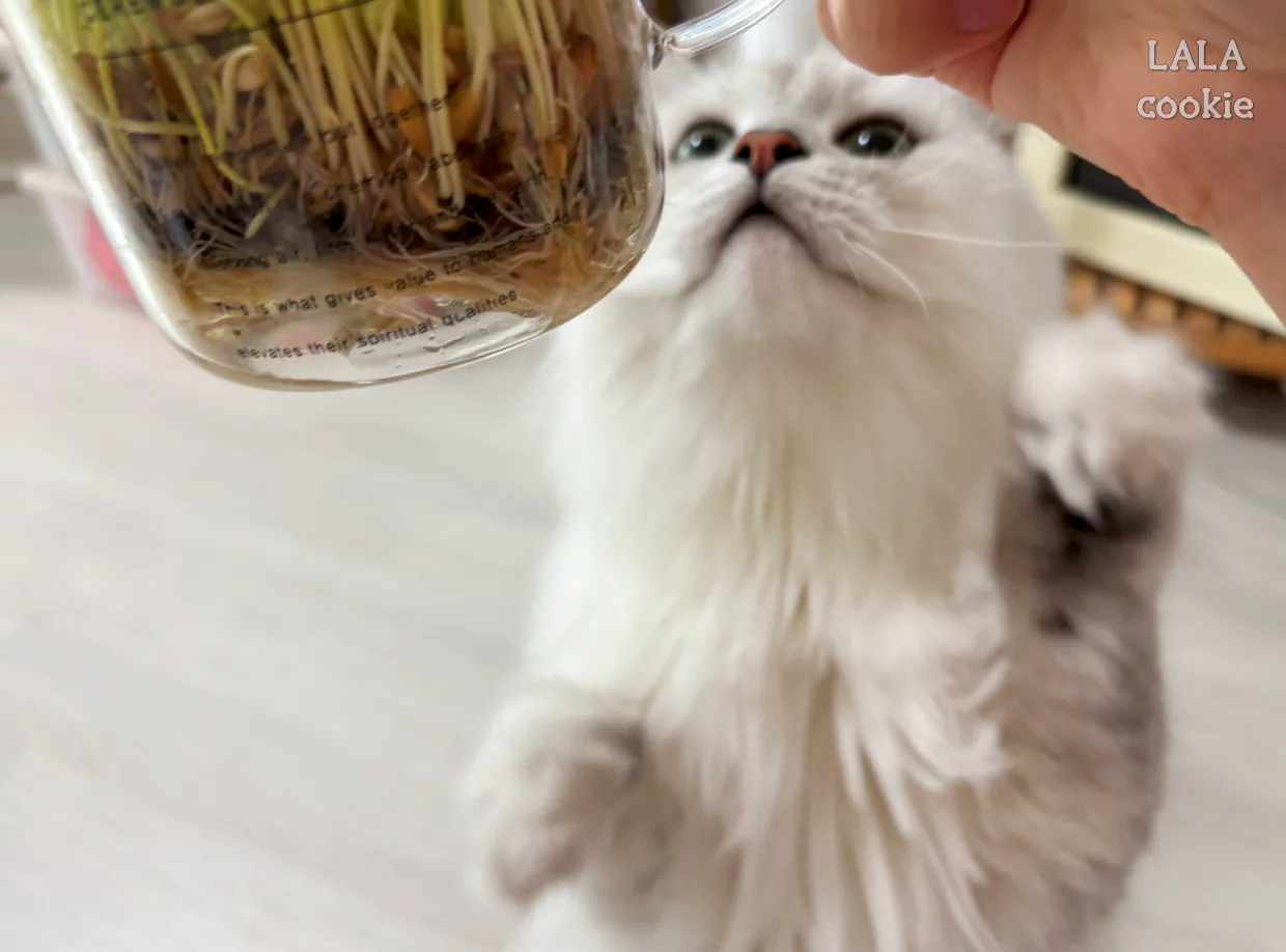 고양이가-좋아하는-풀-캣그라스-귀리-먹고싶은-고양이-사진