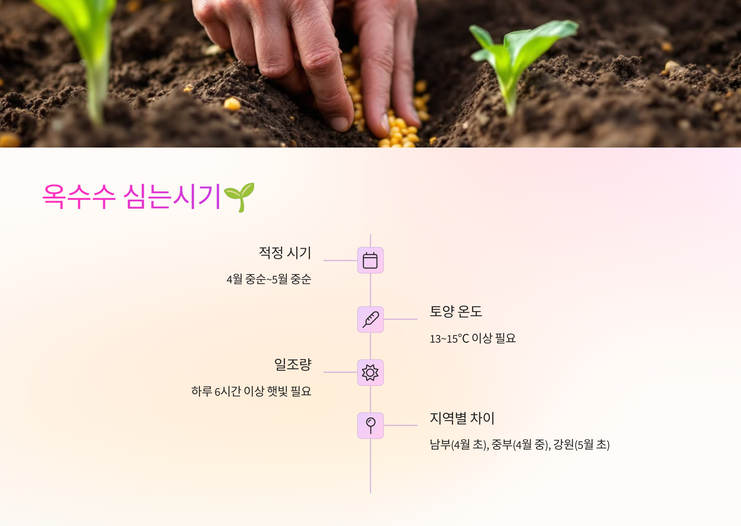 옥수수 심는시기🌱