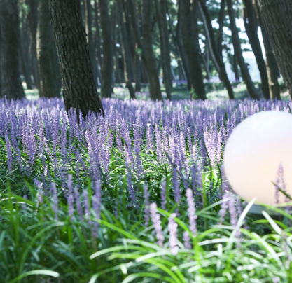 제3회 장항 맥문동 꽃축제