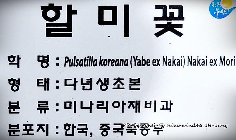 할미꽃, 백두옹 Pulsatilla Koreana