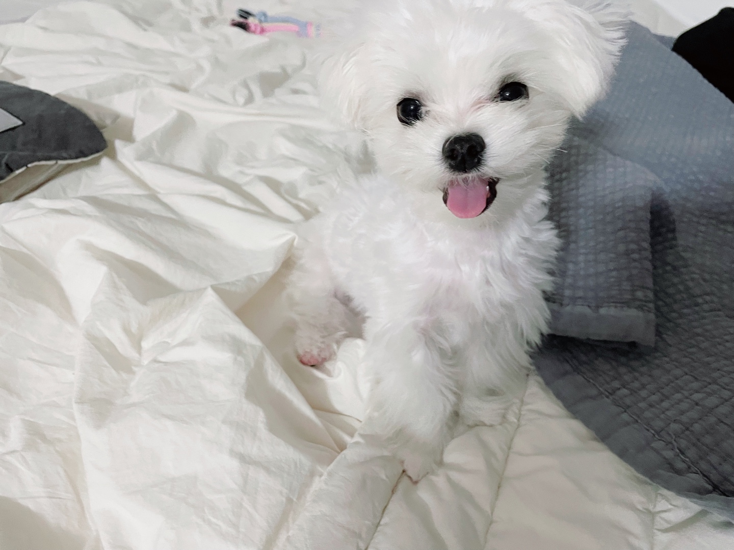 꾸준한-여드름-관리를-통해-깨끗한-피부를-유지하는-강아지