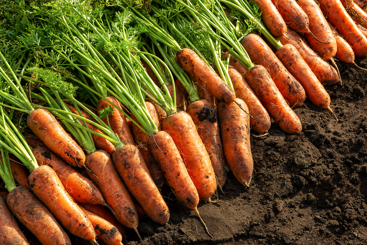 당근라페 만들기