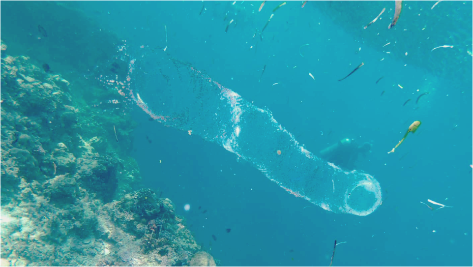 바다살프-젤리-생물1