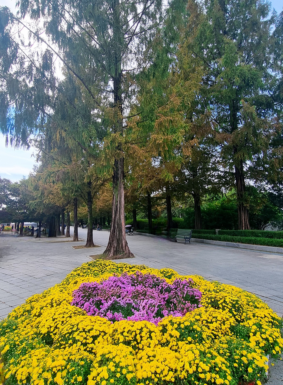 서울 근교 가을꽃 만발한, 경기도 고양시 강매석교공원 창릉천 코스모스축제