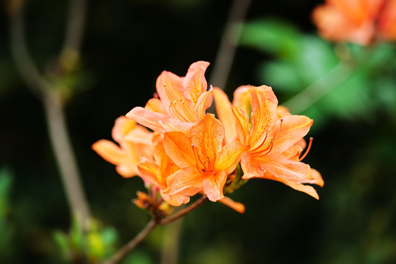 경남 봄 꽃구경 베스트10 명소 꿀팁 정리