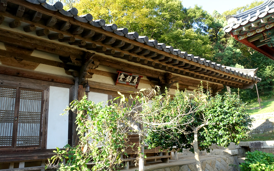 서산 개심사 겹벚꽃